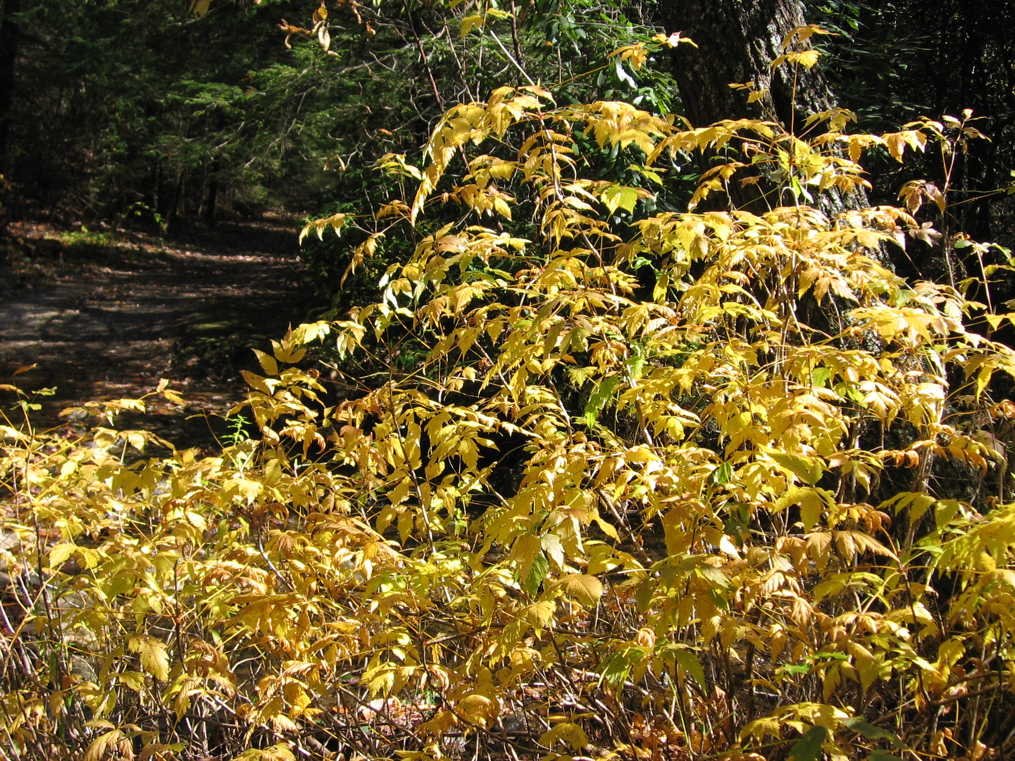 Yellowroot fall color pic